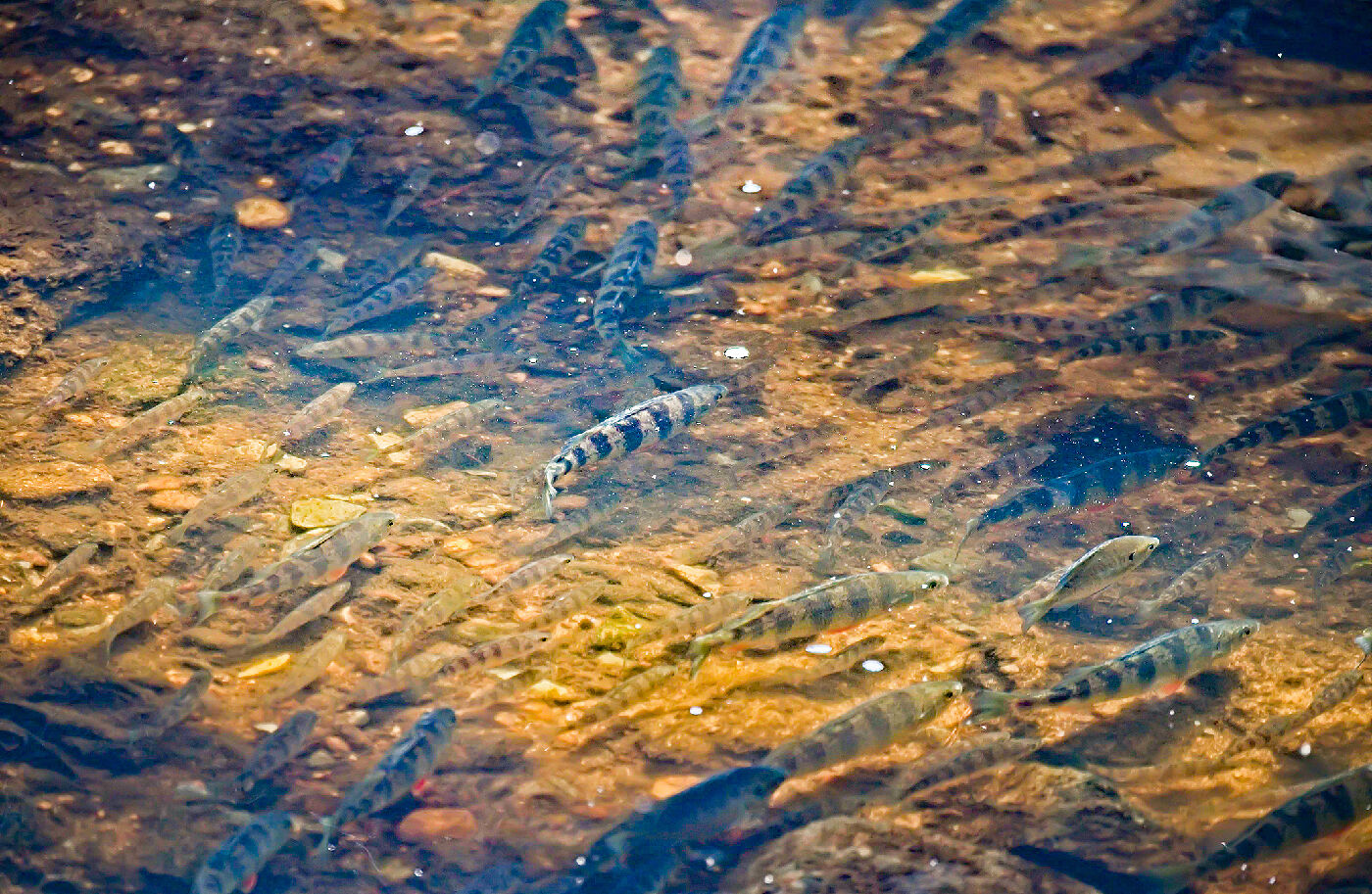 Yellow perch in Magothy River, MD